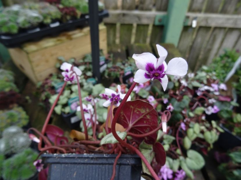 Cyclamen coum - 2019 februarie - Trentham Garden Center Stoke on Trent