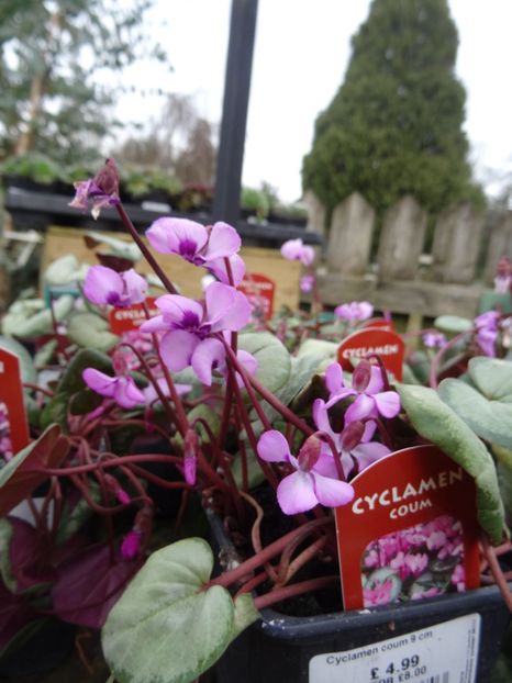 Cyclamen coum1 - 2019 februarie - Trentham Garden Center Stoke on Trent