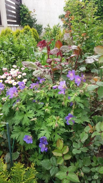 Geranium rozanne - Gradina 2019