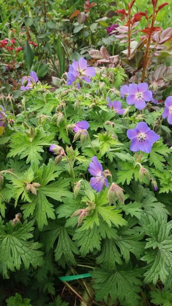 Geranium rozanne - Gradina 2019