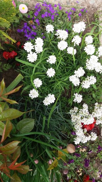 Iberis si aubrieta - Gradina 2019