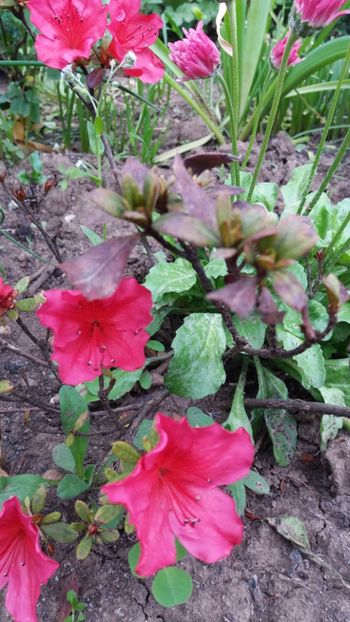 Un rododendron la fel de micut de 4 ani - Gradina 2019