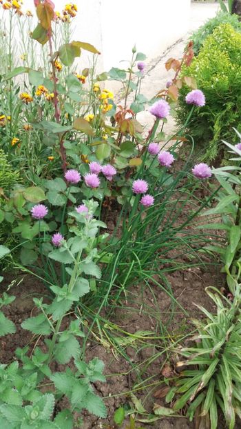 Ceapa decorativa pitica - Gradina 2019