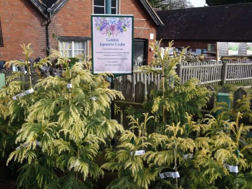 Cryptomeria Sekkan Sugi - 2019 februarie - Trentham Garden Center Stoke on Trent