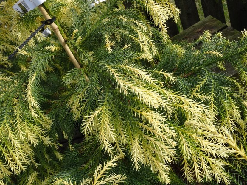 Cryptomeria Sekkan Sugi 1 - 2019 februarie - Trentham Garden Center Stoke on Trent