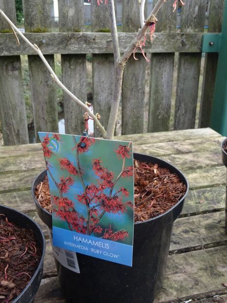 Hamamelis intermedia Ruby Glow - 2019 februarie - Trentham Garden Center Stoke on Trent