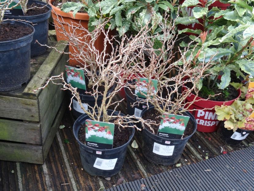 Prunus Kojo no mai - 2019 februarie - Trentham Garden Center Stoke on Trent