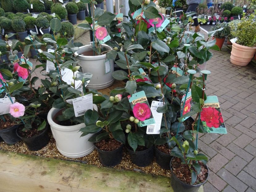Camelii - 2019 februarie - Trentham Garden Center Stoke on Trent