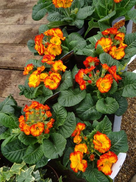 primule duble - 2019 februarie - Trentham Garden Center Stoke on Trent