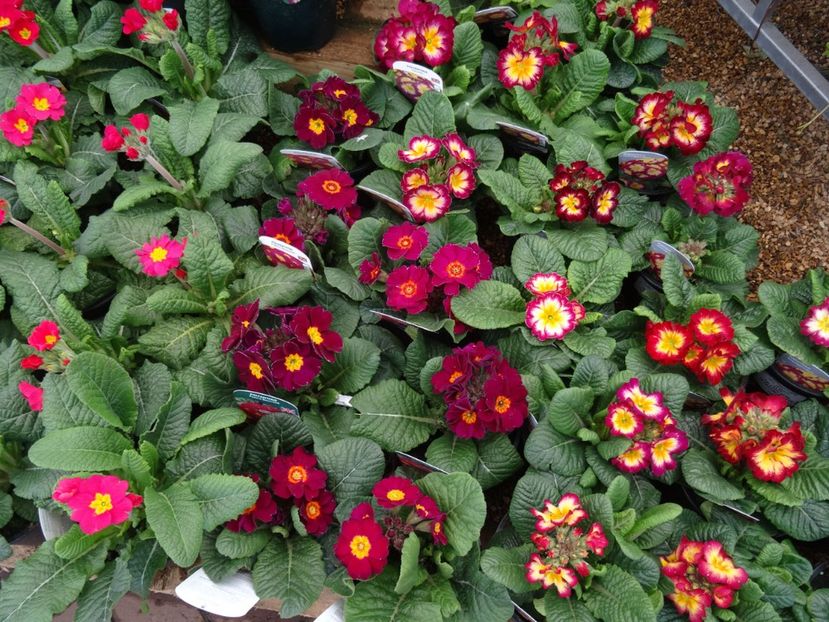 primule simple - 2019 februarie - Trentham Garden Center Stoke on Trent