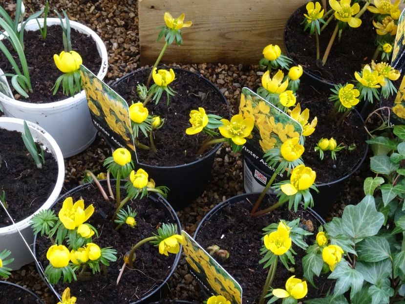 Eranthys hiemalis - 2019 februarie - Trentham Garden Center Stoke on Trent