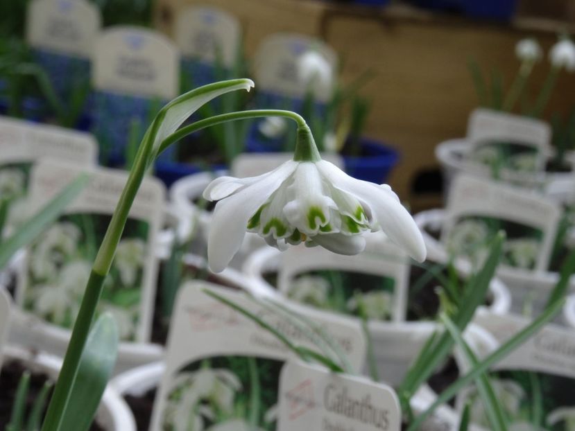 ghiocel dublu - 2019 februarie - Trentham Garden Center Stoke on Trent