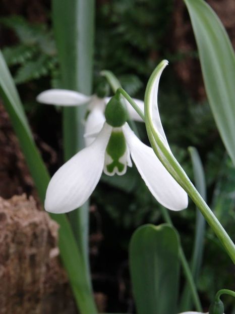 ghiocel simplu - 2019 februarie - Trentham Garden Center Stoke on Trent