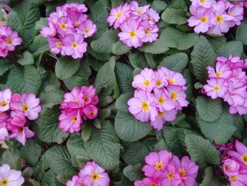 primule simple 1 - 2019 februarie - Trentham Garden Center Stoke on Trent