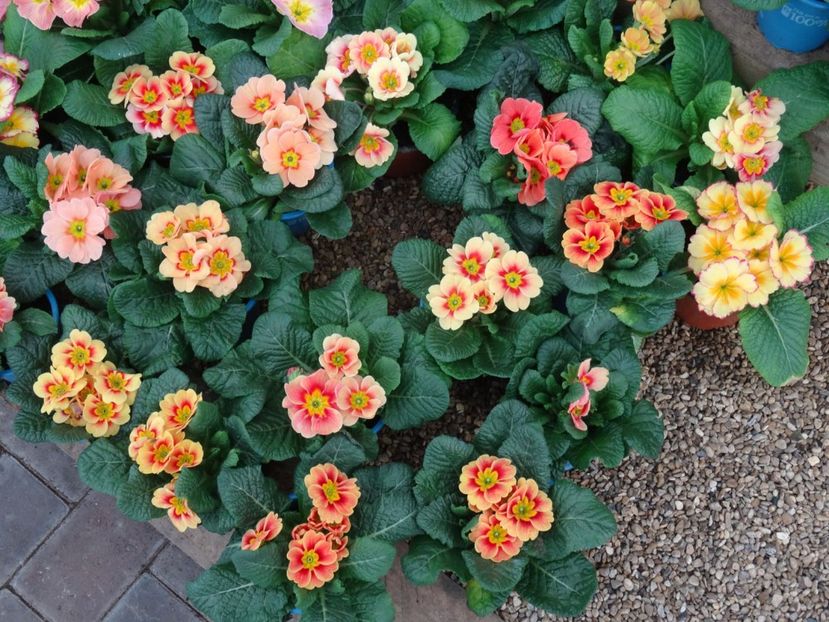 primule simple 2 - 2019 februarie - Trentham Garden Center Stoke on Trent