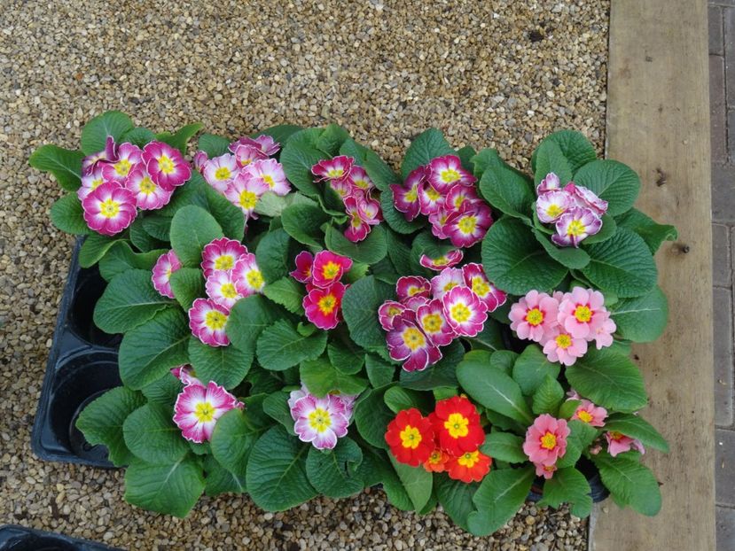 primule simple 3 - 2019 februarie - Trentham Garden Center Stoke on Trent