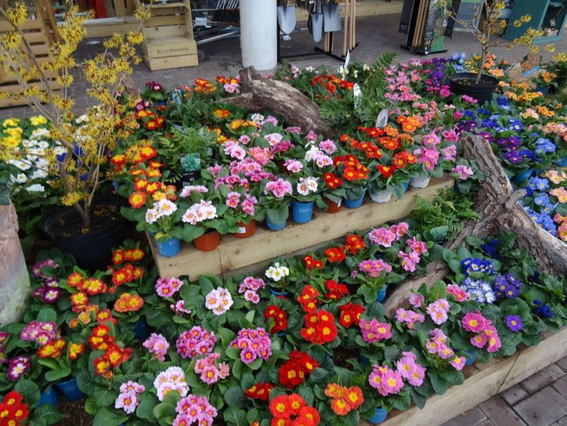 primule simple 4 - 2019 februarie - Trentham Garden Center Stoke on Trent
