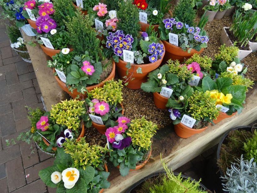 aranjamente - 2019 februarie - Trentham Garden Center Stoke on Trent