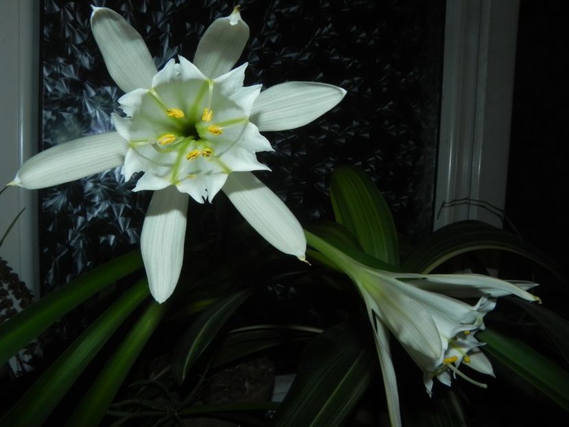  - Pamianthe peruviana