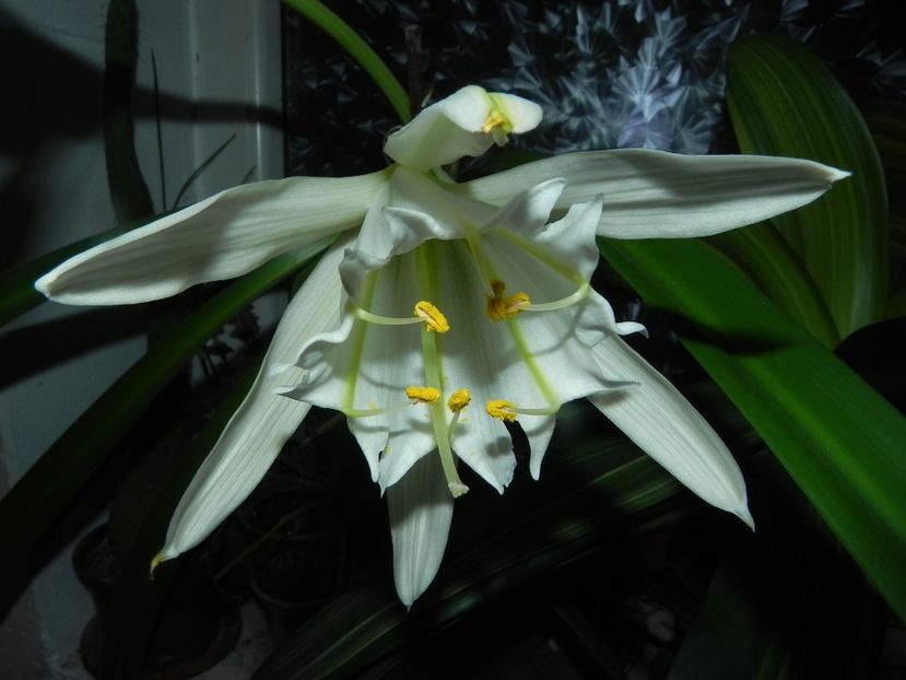  - Pamianthe peruviana