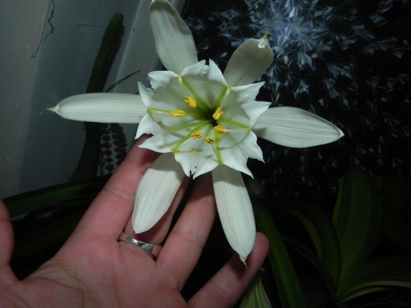  - Pamianthe peruviana