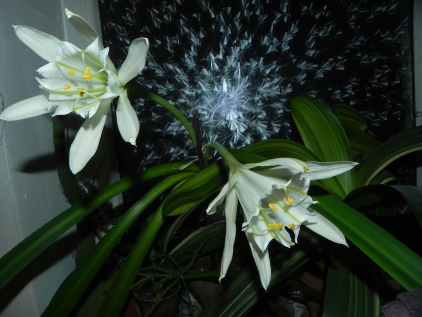  - Pamianthe peruviana