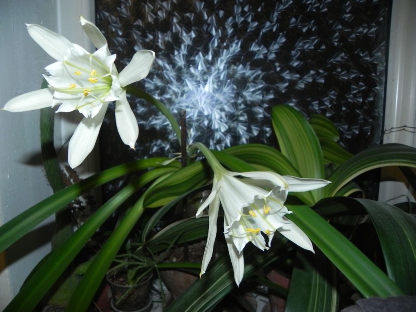  - Pamianthe peruviana