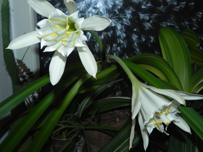  - Pamianthe peruviana