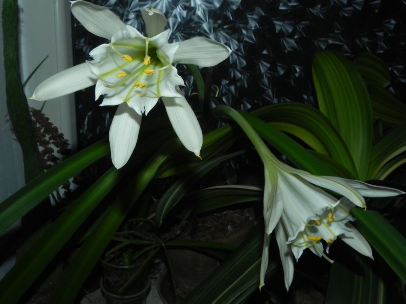  - Pamianthe peruviana