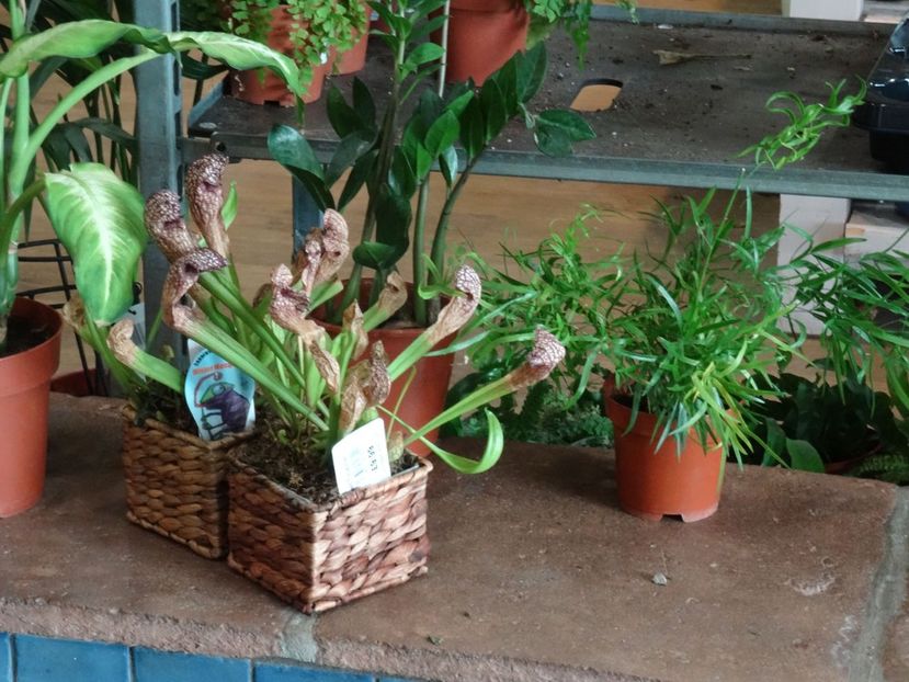 planta carnivora - 2019 februarie - Trentham Garden Center Stoke on Trent