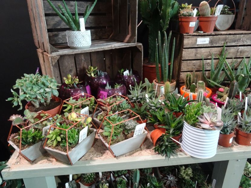 aranjament - 2019 februarie - Trentham Garden Center Stoke on Trent