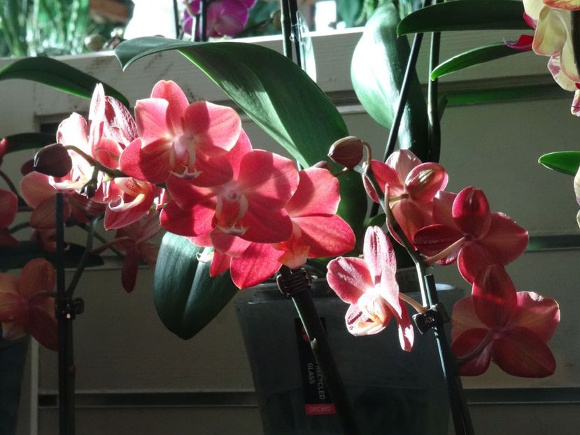 orhidee - 2019 februarie - Trentham Garden Center Stoke on Trent
