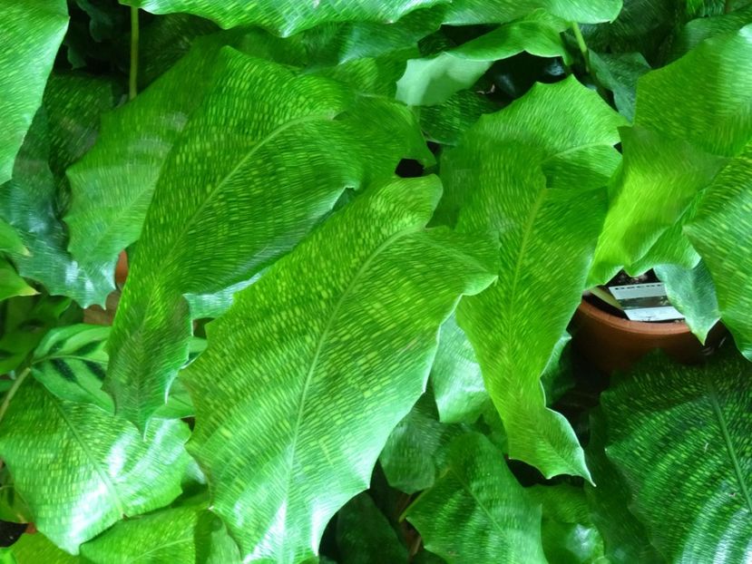 planta de camera - 2019 februarie - Trentham Garden Center Stoke on Trent
