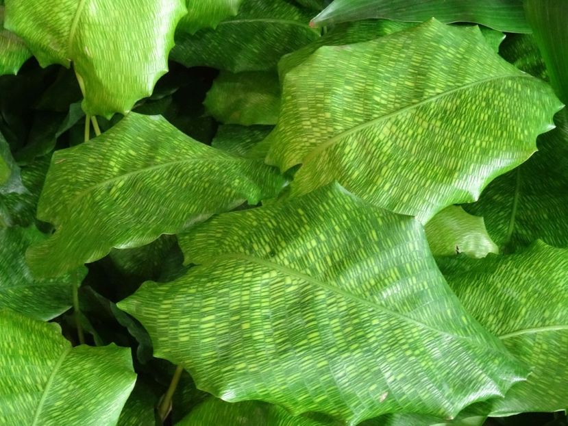 planta de camera 1 - 2019 februarie - Trentham Garden Center Stoke on Trent