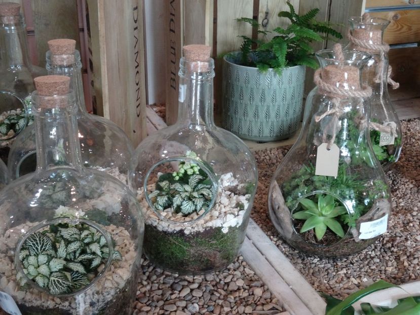 aranjamente in vase de sticla - 2019 februarie - Trentham Garden Center Stoke on Trent