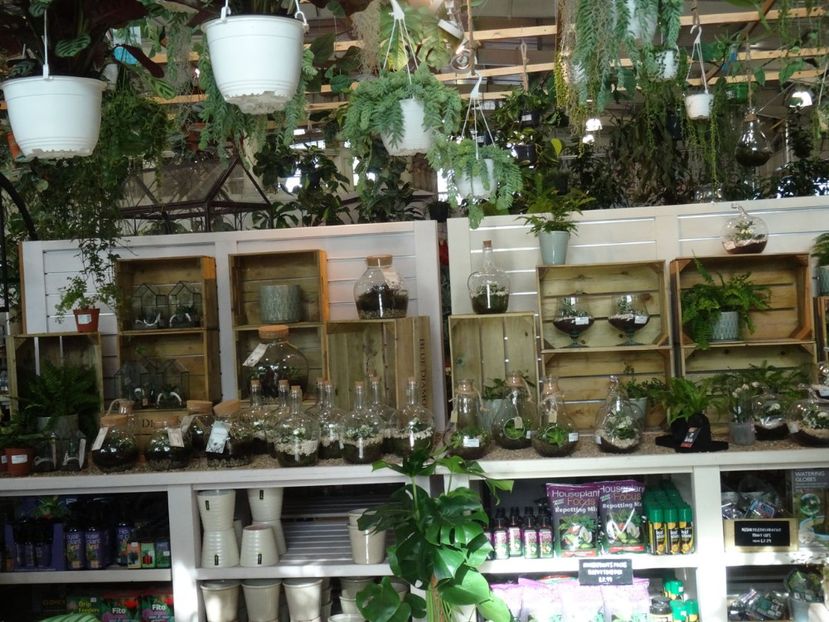 aranjamente in vase de sticla 1 - 2019 februarie - Trentham Garden Center Stoke on Trent