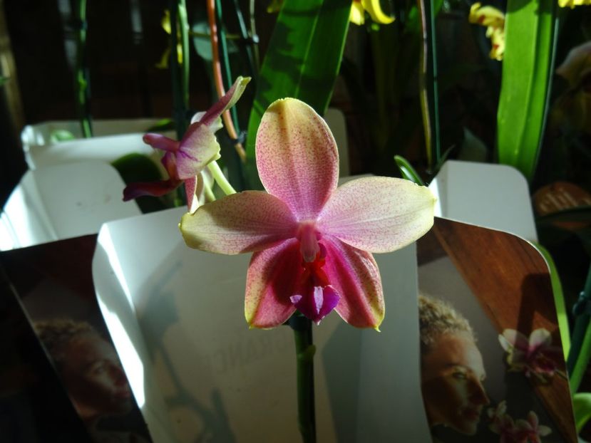 orhidee 2 - 2019 februarie - Trentham Garden Center Stoke on Trent