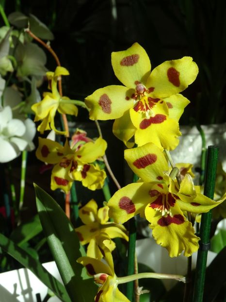 orhidee 3 - 2019 februarie - Trentham Garden Center Stoke on Trent