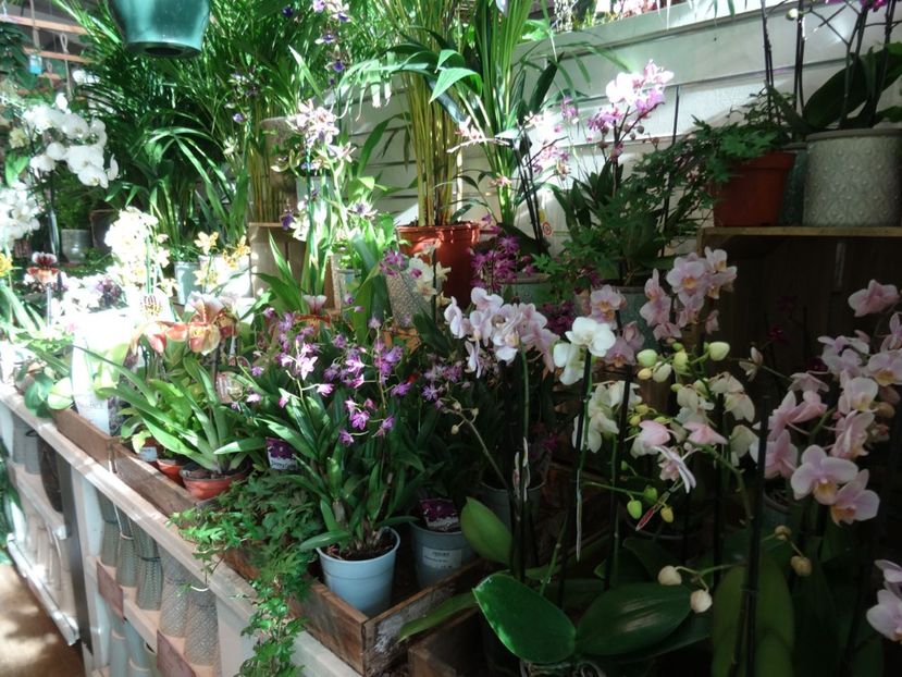 ansamblu orhidee - 2019 februarie - Trentham Garden Center Stoke on Trent