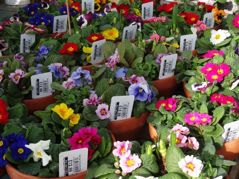 aranjamente cu primule si panselute - 2019 februarie - Trentham Garden Center Stoke on Trent