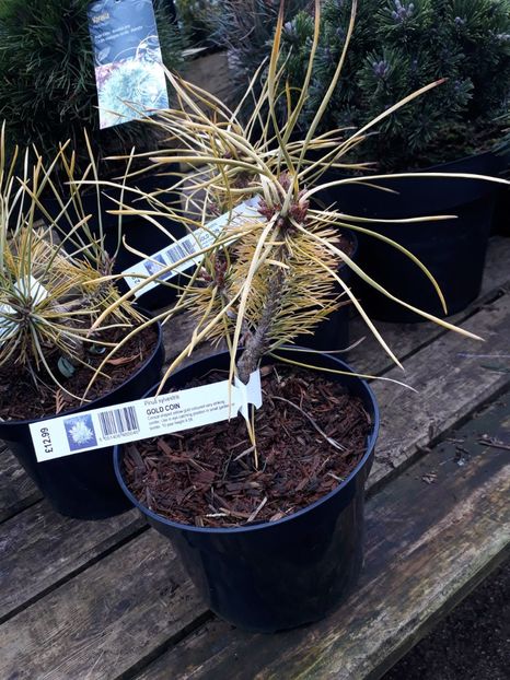 Pinus sylvestris Gold Coin - 2019 februarie - Trentham Garden Center Stoke on Trent