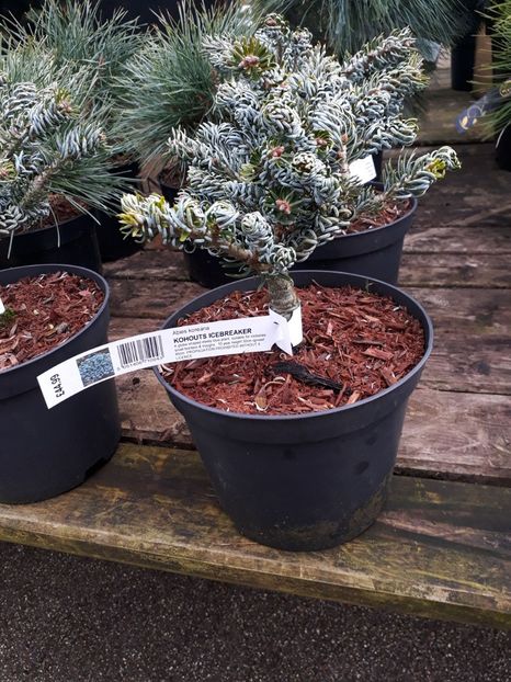 Abies koreana Kohouts Icebreaker - 2019 februarie - Trentham Garden Center Stoke on Trent