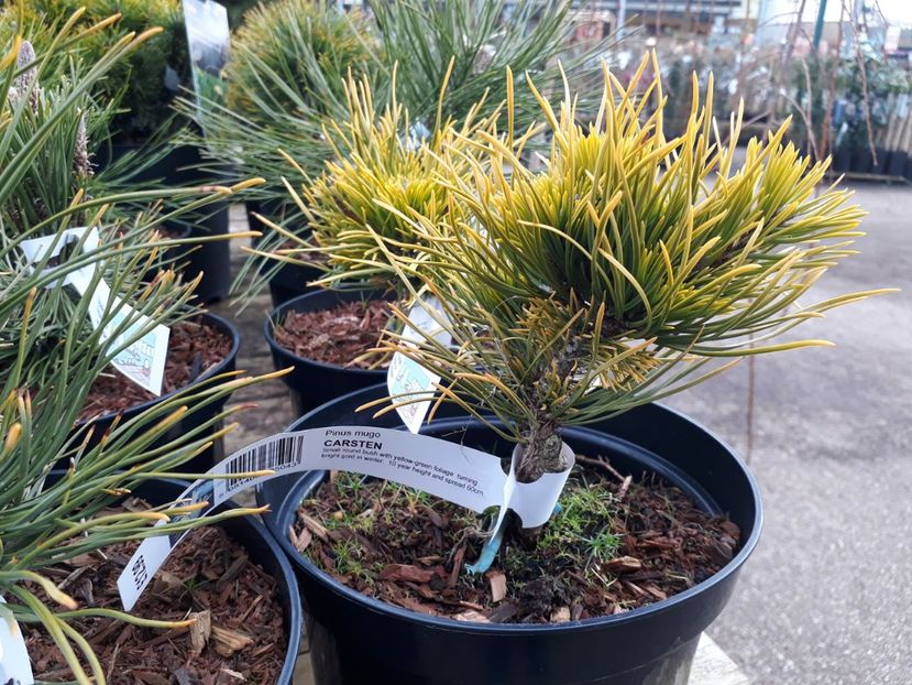 Pinus mugo Carsten - 2019 februarie - Trentham Garden Center Stoke on Trent