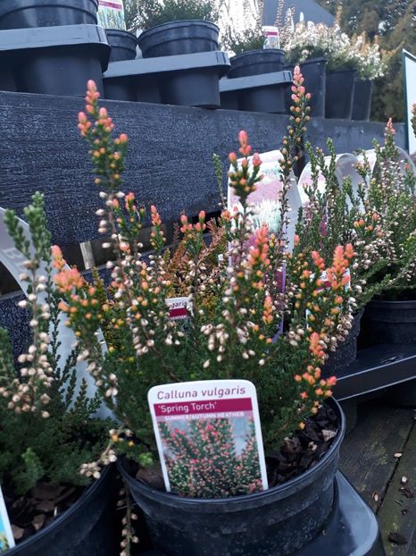 Calluna vulgaris Spring Torch - 2019 februarie - Trentham Garden Center Stoke on Trent
