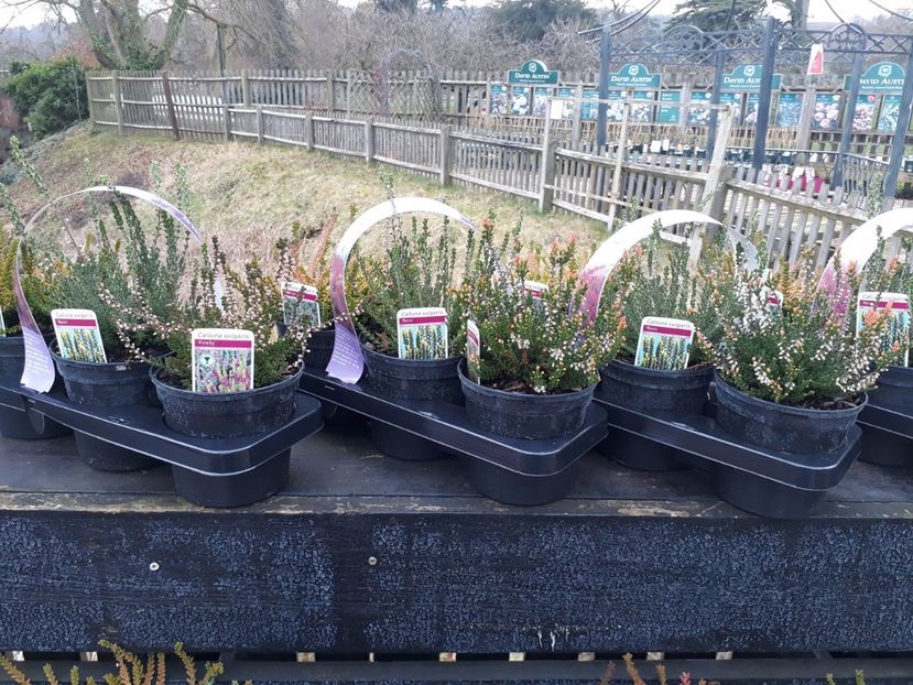 Calluna -soiuri la pachet - 2019 februarie - Trentham Garden Center Stoke on Trent