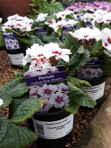 Primula Antique Silver Shadow - 2019 februarie - Trentham Garden Center Stoke on Trent