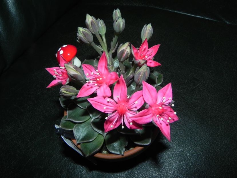  - Adenium Hoya si alte plante suculente