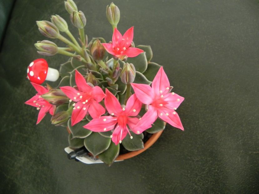  - Adenium Hoya si alte plante suculente