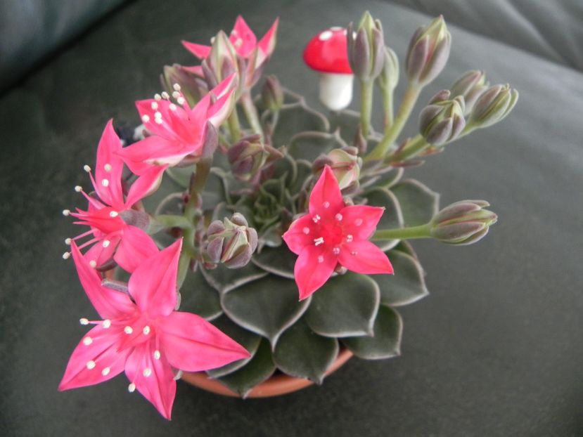  - Adenium Hoya si alte plante suculente
