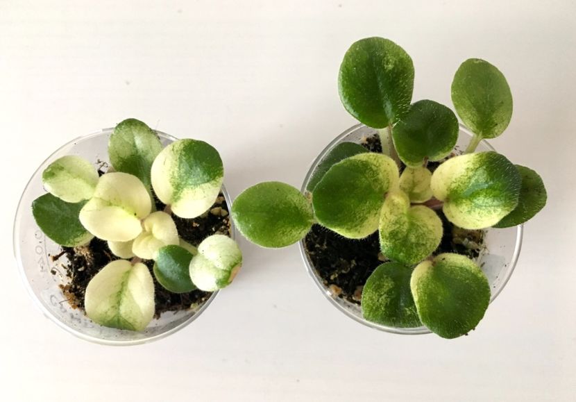 Candy fountain - Candy fountain